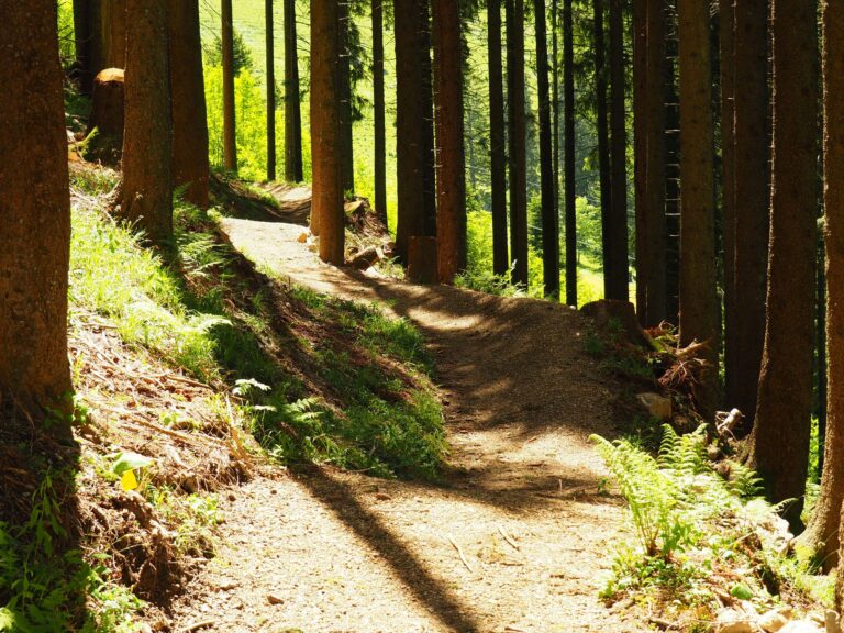 Moleson Bikepark cover photo